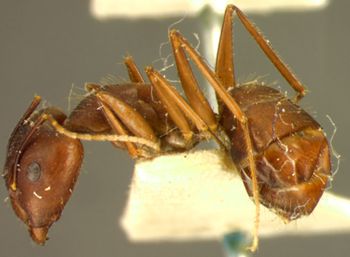 Media type: image;   Entomology 21499 Aspect: habitus lateral view